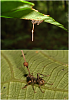     
:  220px-Ophiocordyceps_unilateralis.png
: 66
:	121.2 
ID:	118057