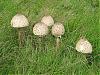     
:  800px-Macrolepiota_proc.jpg
: 123
:	204.8 
ID:	55977